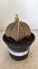 ASTROPHYTUM MYRIOSTIGMA Nº 1058 – vaso 15 - Imagem 2