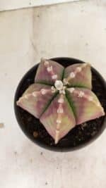 ASTROPHYTUM MYRIOSTIGMA Nº 1055 – vaso 15 - Imagem 9