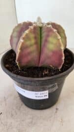 ASTROPHYTUM MYRIOSTIGMA Nº 1055 – vaso 15 - Imagem 8