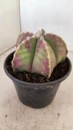 ASTROPHYTUM MYRIOSTIGMA Nº 1055 – vaso 15 - Imagem 7