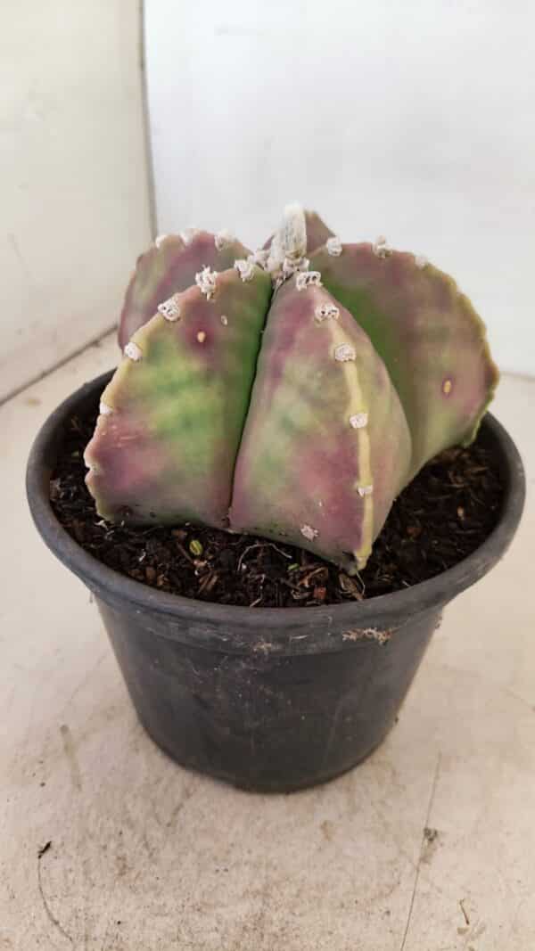 ASTROPHYTUM MYRIOSTIGMA  Nº 1055 – vaso 15 - Imagem 7