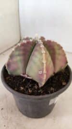 ASTROPHYTUM MYRIOSTIGMA Nº 1055 – vaso 15 - Imagem 6