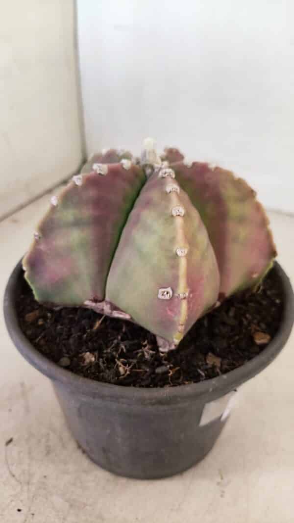 ASTROPHYTUM MYRIOSTIGMA  Nº 1055 – vaso 15 - Imagem 6