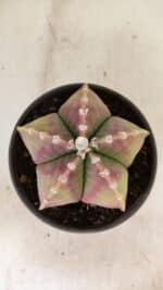 ASTROPHYTUM MYRIOSTIGMA Nº 1055 – vaso 15 - Imagem 3