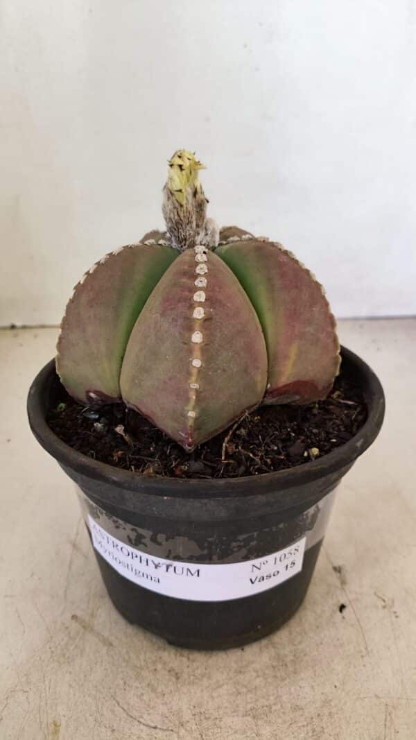 ASTROPHYTUM MYRIOSTIGMA  Nº 1058 – vaso 15 - Imagem 2