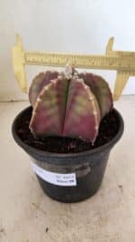 ASTROPHYTUM MYRIOSTIGMA Nº 1055 – vaso 15 - Imagem 4