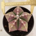 ASTROPHYTUM MYRIOSTIGMA  Nº 1055 – vaso 15