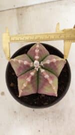 ASTROPHYTUM MYRIOSTIGMA Nº 1055 – vaso 15