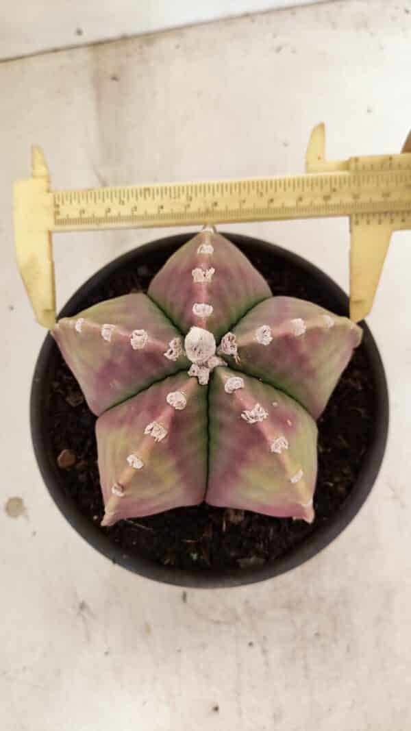 ASTROPHYTUM MYRIOSTIGMA  Nº 1055 – vaso 15 - Imagem 1