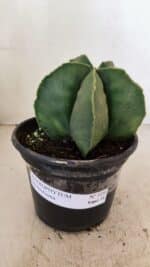 ASTROPHYTUM MYRIOSTIGMA Nº 1056 – vaso 15 - Imagem 2