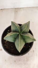 ASTROPHYTUM MYRIOSTIGMA Nº 1056 – vaso 15 - Imagem 3