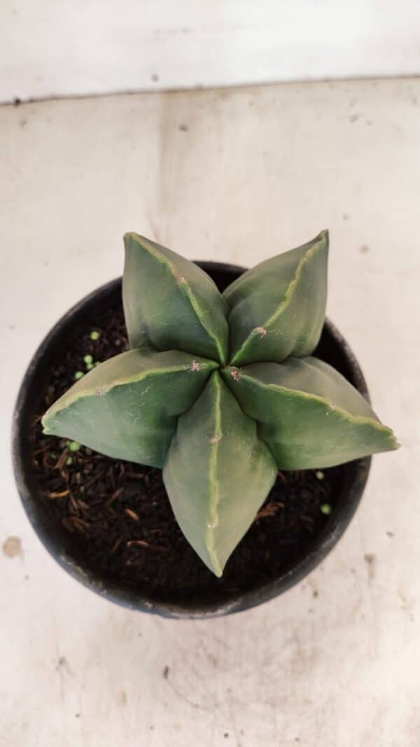 ASTROPHYTUM MYRIOSTIGMA  Nº 1056 – vaso 15 - Imagem 3