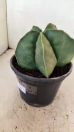 ASTROPHYTUM MYRIOSTIGMA Nº 1056 – vaso 15 - Imagem 8