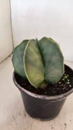 ASTROPHYTUM MYRIOSTIGMA Nº 1056 – vaso 15 - Imagem 7