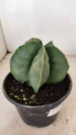 ASTROPHYTUM MYRIOSTIGMA Nº 1056 – vaso 15 - Imagem 6