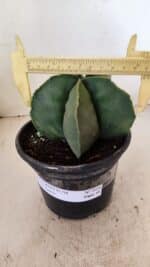 ASTROPHYTUM MYRIOSTIGMA Nº 1056 – vaso 15 - Imagem 4