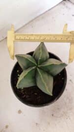ASTROPHYTUM MYRIOSTIGMA Nº 1056 – vaso 15
