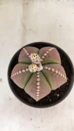 ASTROPHYTUM MYRIOSTIGMA Nº 1058 – vaso 15 - Imagem 3