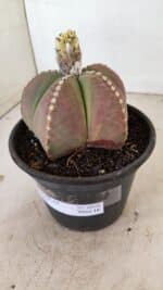 ASTROPHYTUM MYRIOSTIGMA Nº 1058 – vaso 15 - Imagem 8