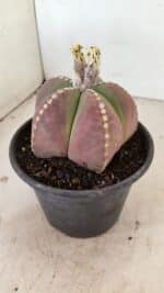 ASTROPHYTUM MYRIOSTIGMA Nº 1058 – vaso 15 - Imagem 9