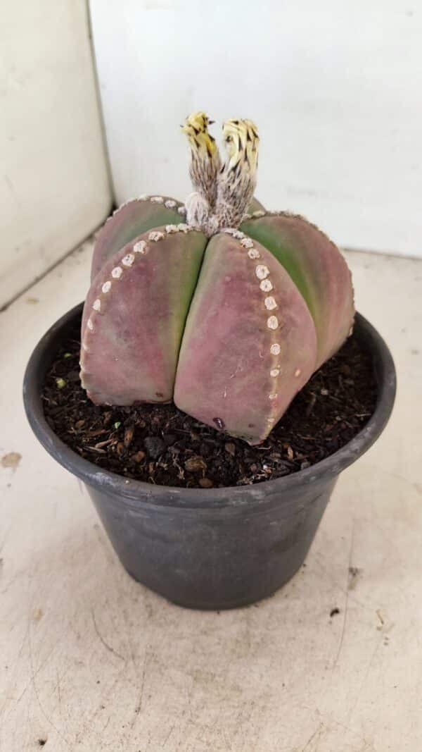 ASTROPHYTUM MYRIOSTIGMA  Nº 1058 – vaso 15 - Imagem 9