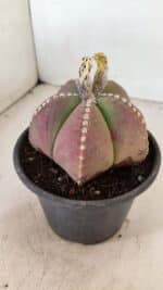 ASTROPHYTUM MYRIOSTIGMA Nº 1058 – vaso 15 - Imagem 7
