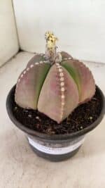ASTROPHYTUM MYRIOSTIGMA Nº 1058 – vaso 15 - Imagem 6