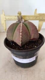 ASTROPHYTUM MYRIOSTIGMA Nº 1058 – vaso 15 - Imagem 4