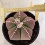 ASTROPHYTUM MYRIOSTIGMA  Nº 1058 – vaso 15