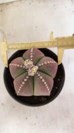ASTROPHYTUM MYRIOSTIGMA Nº 1058 – vaso 15