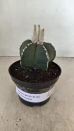 ASTROPHYTUM MYRIOSTIGMA Nº 1060 – vaso 11 - Imagem 2