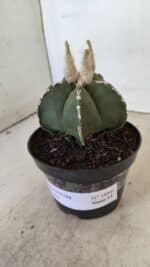 ASTROPHYTUM MYRIOSTIGMA Nº 1060 – vaso 11 - Imagem 10