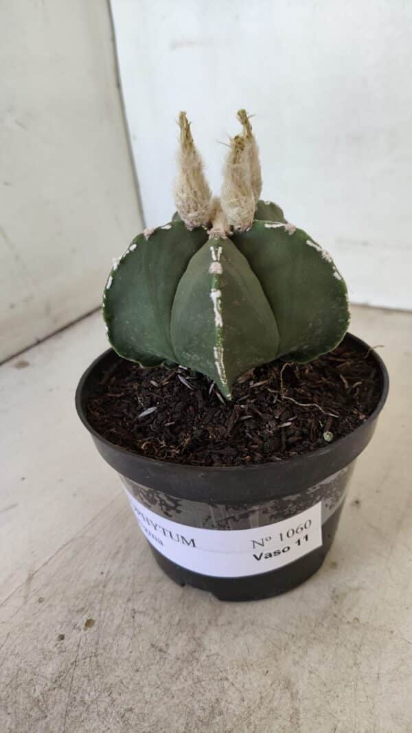 ASTROPHYTUM MYRIOSTIGMA  Nº 1060 – vaso 11 - Imagem 10