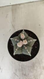 ASTROPHYTUM MYRIOSTIGMA Nº 1060 – vaso 11