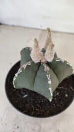 ASTROPHYTUM MYRIOSTIGMA Nº 1060 – vaso 11 - Imagem 9