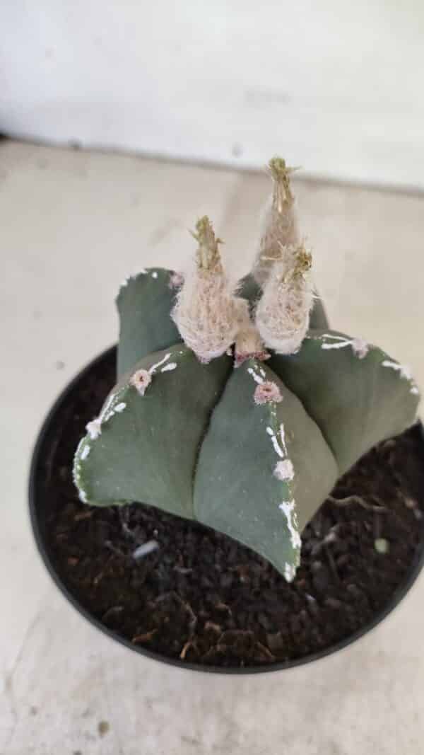 ASTROPHYTUM MYRIOSTIGMA  Nº 1060 – vaso 11 - Imagem 9