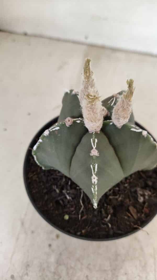 ASTROPHYTUM MYRIOSTIGMA  Nº 1060 – vaso 11 - Imagem 8