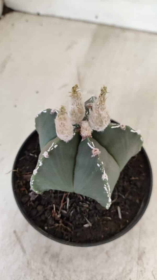 ASTROPHYTUM MYRIOSTIGMA  Nº 1060 – vaso 11 - Imagem 7