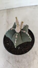 ASTROPHYTUM MYRIOSTIGMA Nº 1060 – vaso 11 - Imagem 6