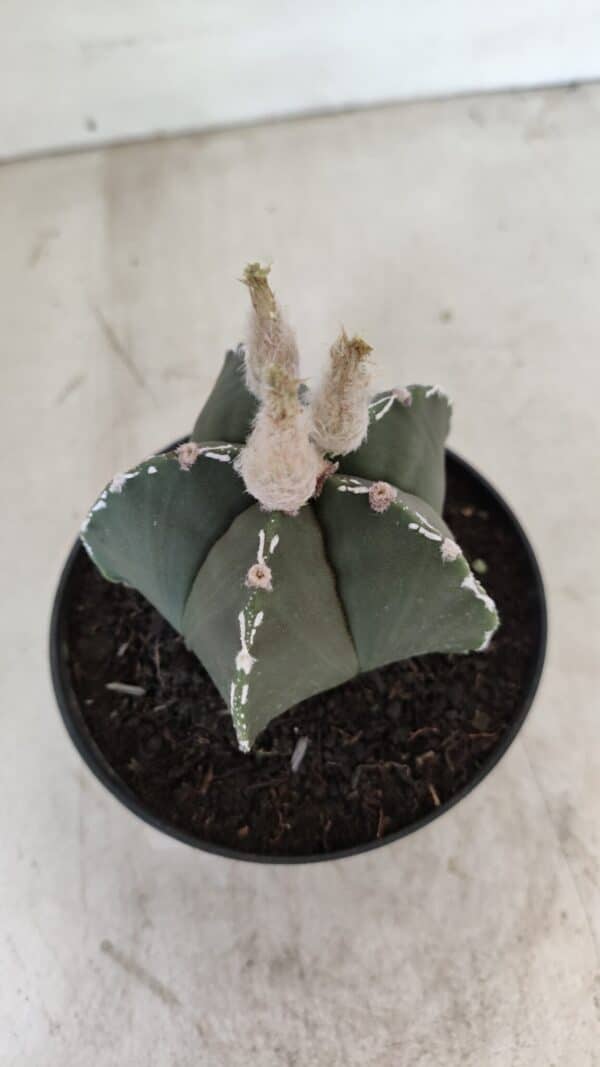 ASTROPHYTUM MYRIOSTIGMA  Nº 1060 – vaso 11 - Imagem 6