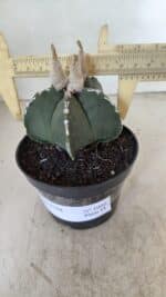ASTROPHYTUM MYRIOSTIGMA Nº 1060 – vaso 11 - Imagem 4