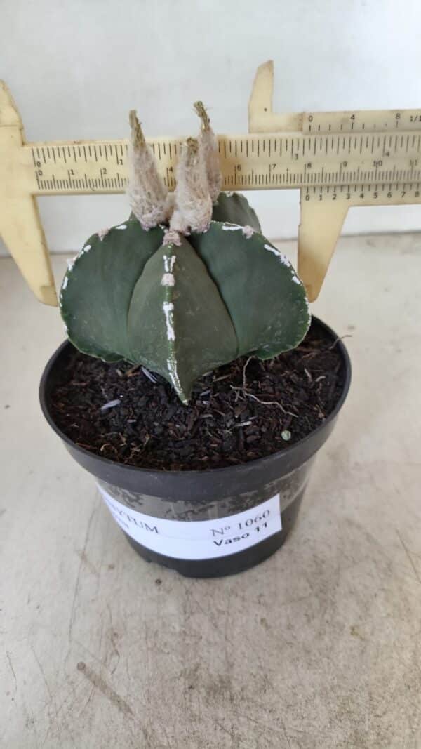 ASTROPHYTUM MYRIOSTIGMA  Nº 1060 – vaso 11 - Imagem 4
