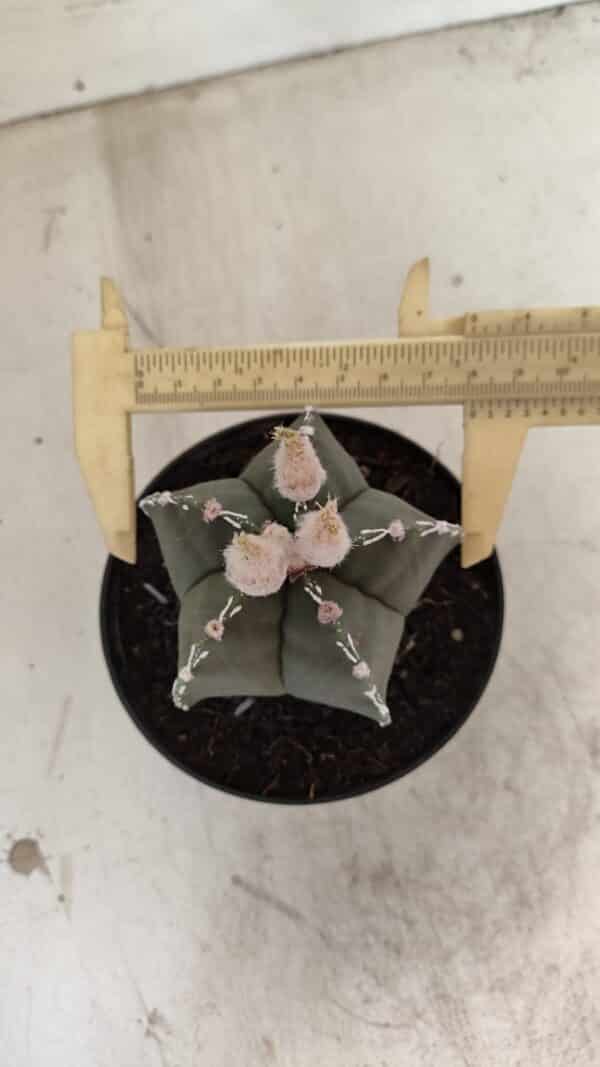 ASTROPHYTUM MYRIOSTIGMA  Nº 1060 – vaso 11 - Imagem 5