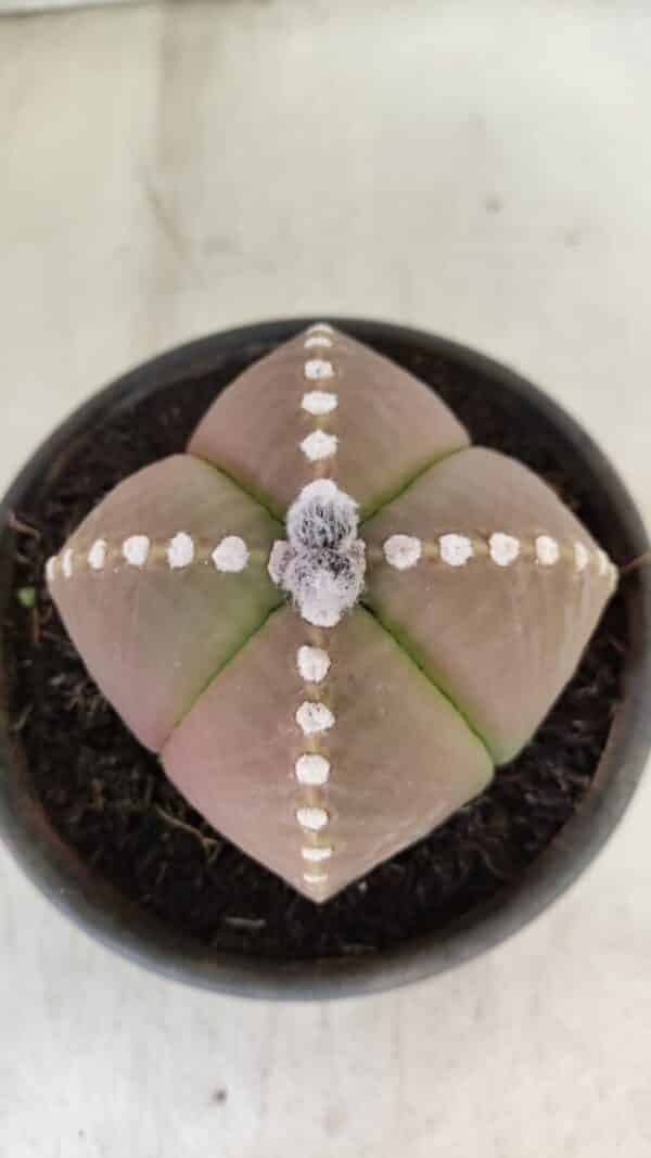 ASTROPHYTUM MYRIOSTIGMA "4 Quinas" Nº 1061 – vaso 15 - Imagem 3