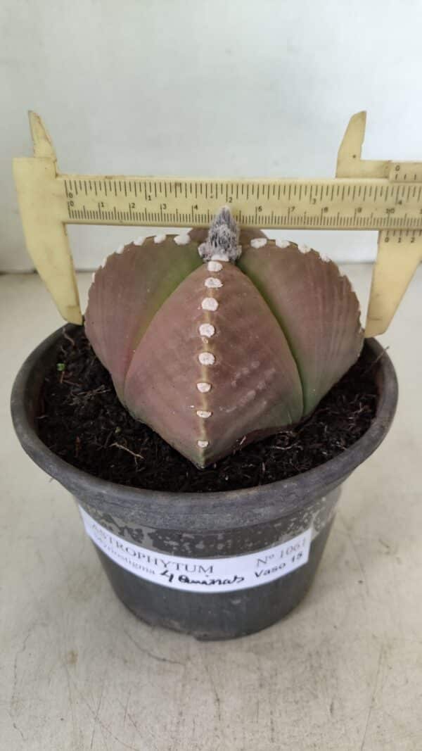 ASTROPHYTUM MYRIOSTIGMA "4 Quinas" Nº 1061 – vaso 15 - Imagem 4