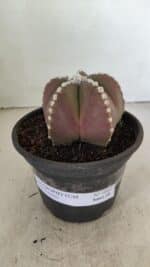 ASTROPHYTUM MYRIOSTIGMA Nº 1062 – vaso 15 - Imagem 2