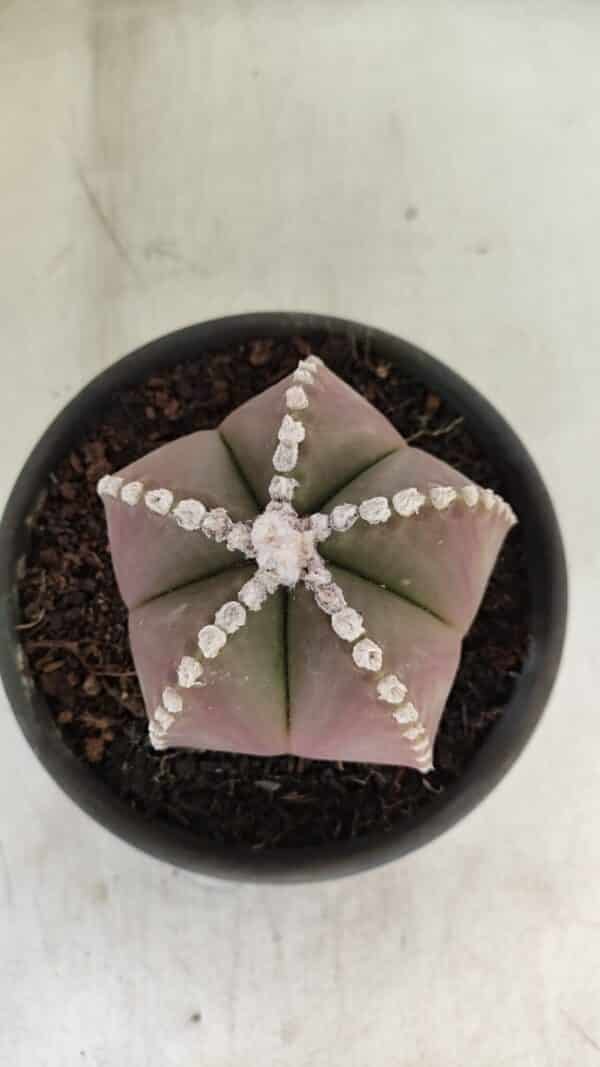 ASTROPHYTUM MYRIOSTIGMA  Nº 1062 – vaso 15 - Imagem 3