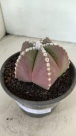 ASTROPHYTUM MYRIOSTIGMA Nº 1062 – vaso 15 - Imagem 9