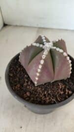 ASTROPHYTUM MYRIOSTIGMA Nº 1062 – vaso 15 - Imagem 6