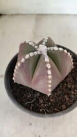 ASTROPHYTUM MYRIOSTIGMA Nº 1062 – vaso 15 - Imagem 8